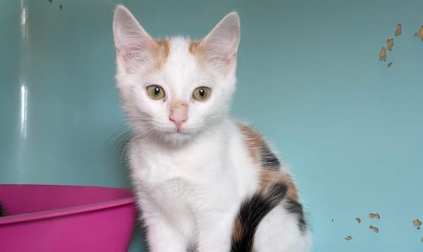 Max [Chaton]