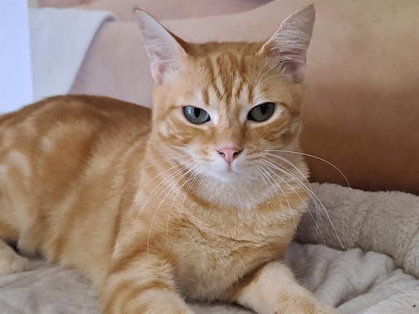 OWEN (Réservé)