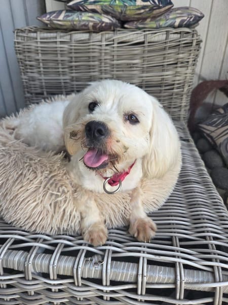 Aska, Bichon maltais de Gwada