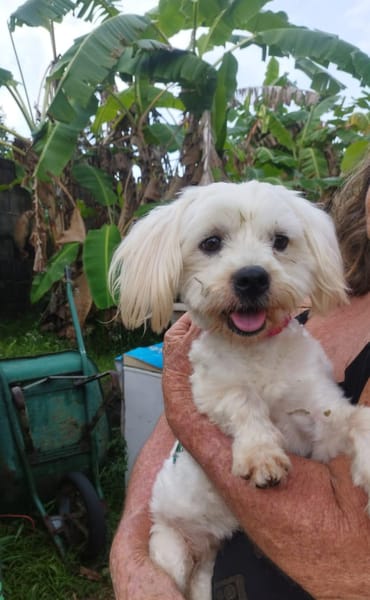 Aska, Bichon maltais de Gwada