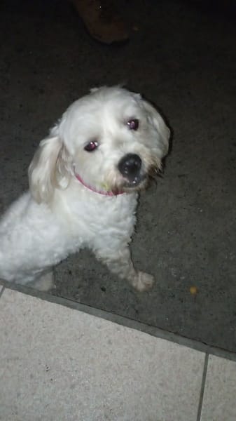 Aska, Bichon maltais de Gwada