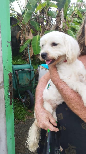 Aska, Bichon maltais de Gwada