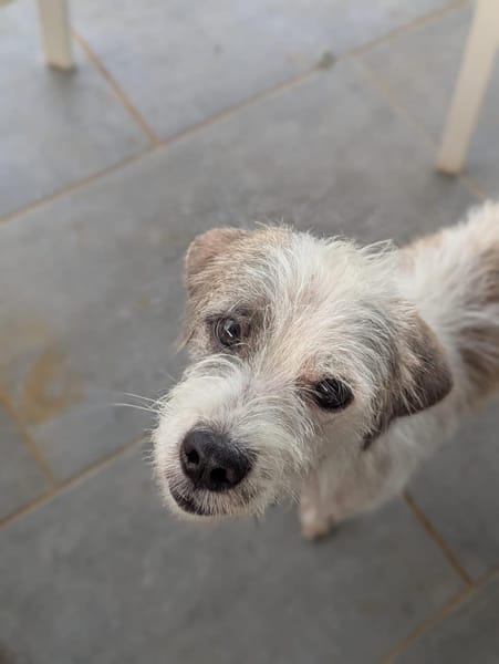 AEL, croisé griffon de Gwada