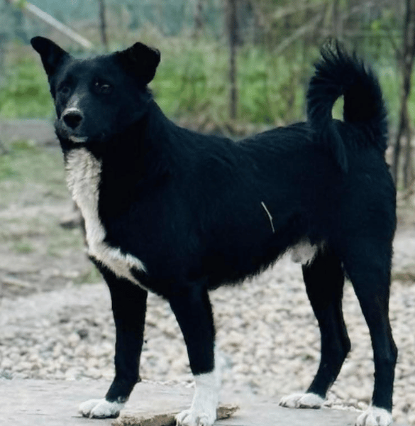 Efi