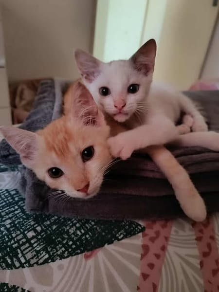 Arya,la belle minette