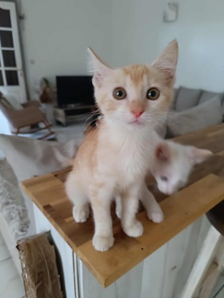 Arya,la belle minette