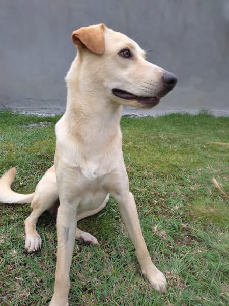 BUDY le magnifique