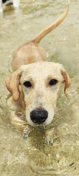 MIKO une pépite de chien créole