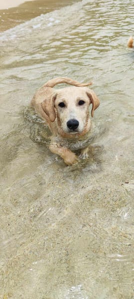 MIKO une pépite de chien créole
