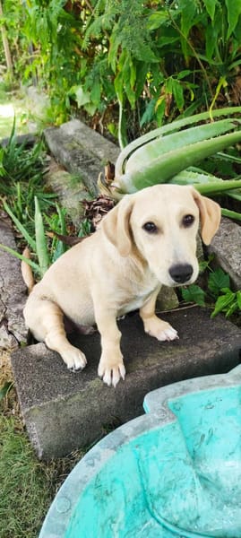MIKO une pépite de chien créole
