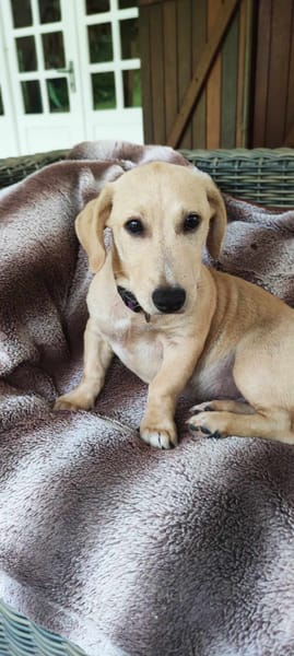 MIKO une pépite de chien créole