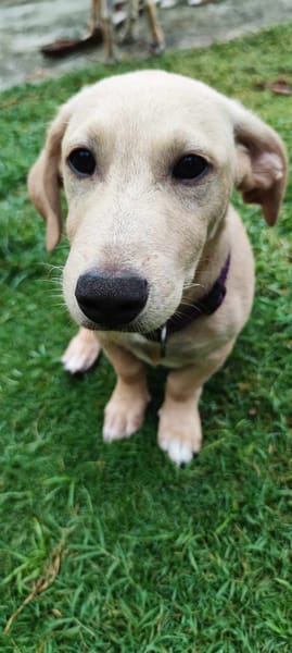 MIKO une pépite de chien créole