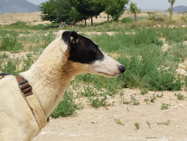 RENATA (Patas Jumilla)