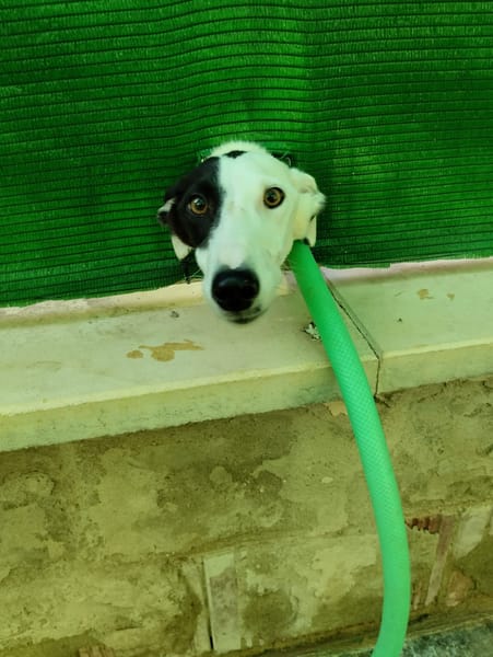 RENATA (Patas Jumilla)