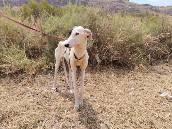 RENATA (Patas Jumilla)
