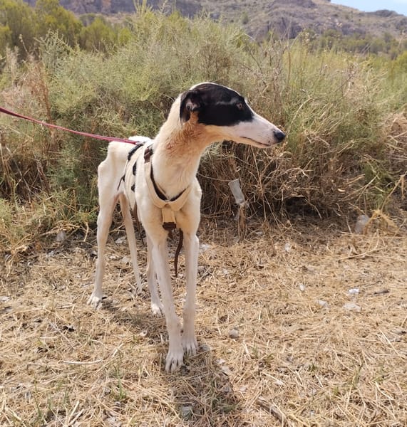 RENATA (Patas Jumilla)