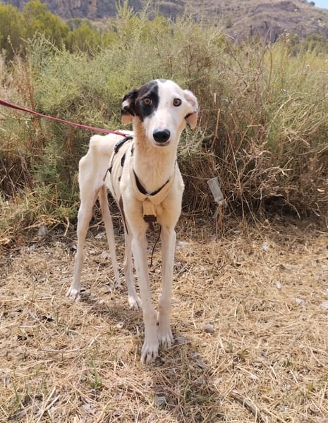 RENATA (Patas Jumilla)