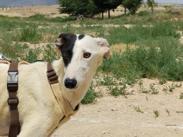 RENATA (Patas Jumilla)