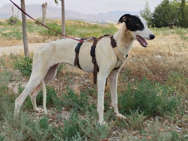 RENATA (Patas Jumilla)