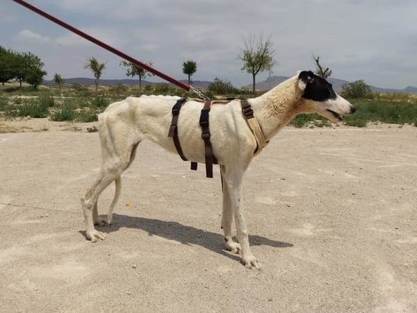 RENATA (Patas Jumilla)