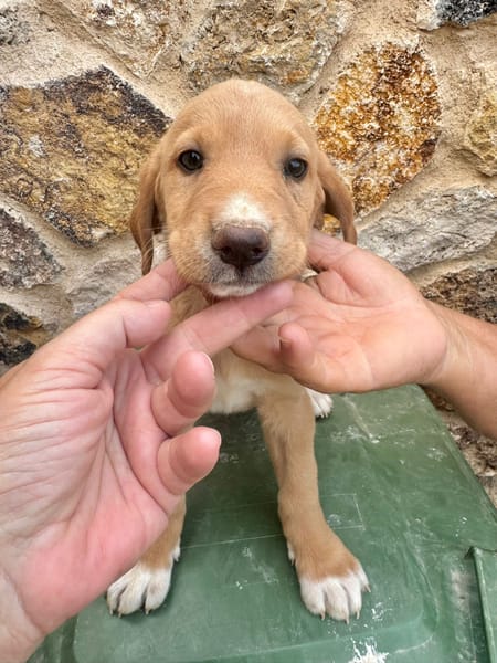 SABLE  (Martina)