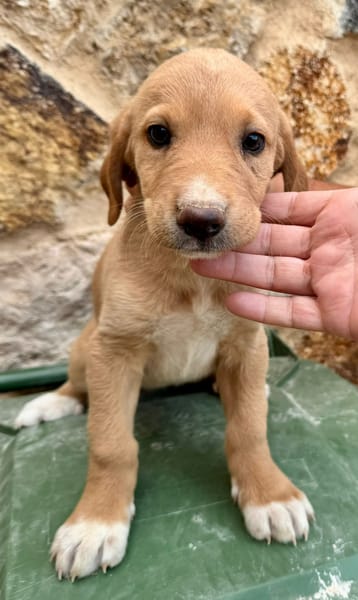 SABLE  (Martina)