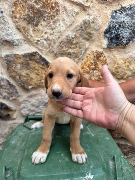 SABLE  (Martina)