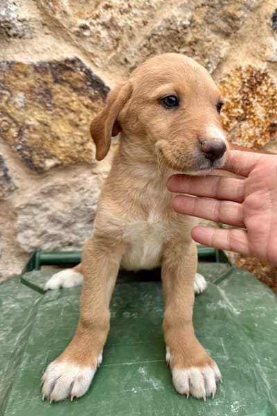 SABLE  (Martina)