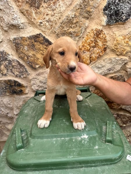 SABLE  (Martina)