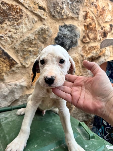 HERO (Martina)