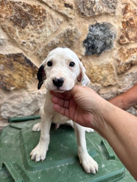 HERO (Martina)