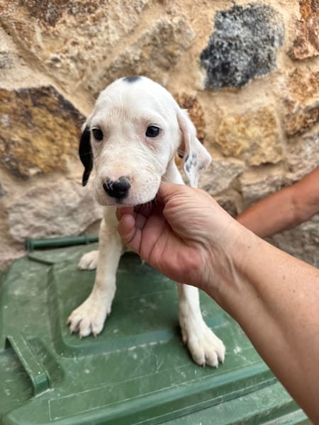 HERO (Martina)