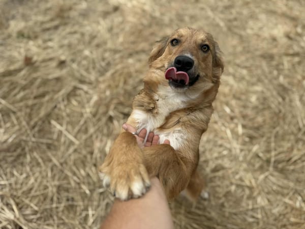 Bambi