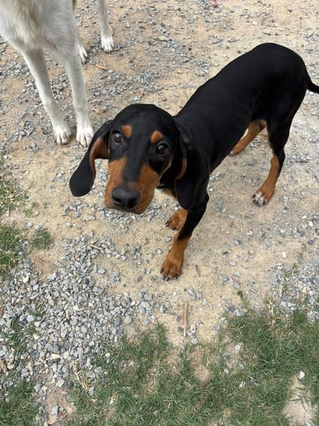 marley