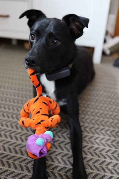 Monty sucht sein Superfrauchen