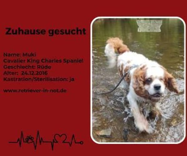 Zuhause gesucht für Muki