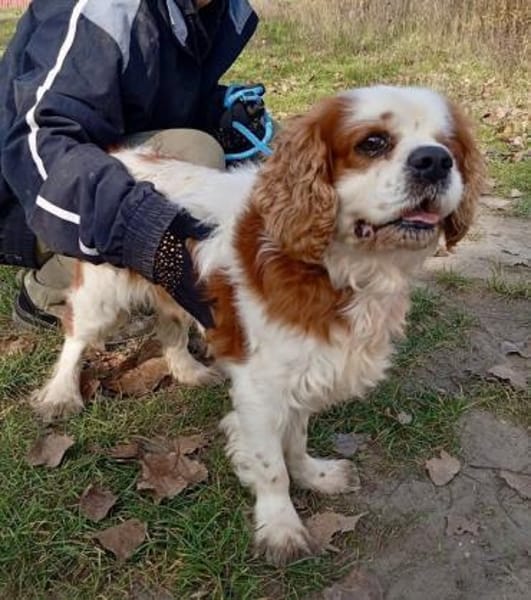 Zuhause gesucht für Muki