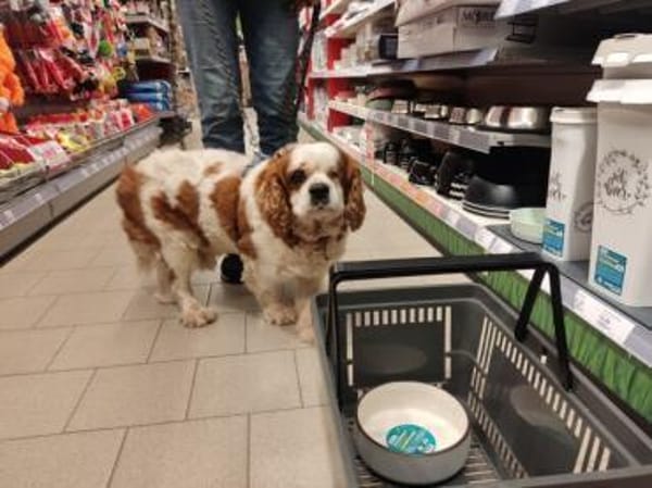 Zuhause gesucht für Muki