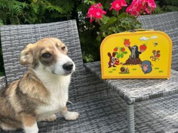 CARINIO * fröhlicher Bub m. eigenem Kopf