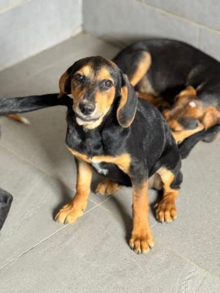 Zuckersüße 🐾💕Sky🐾💕 sucht ihr Zuhause