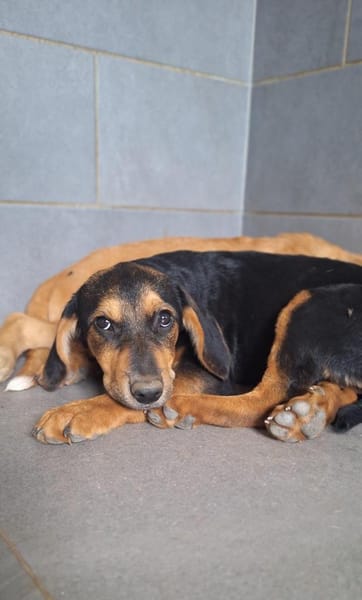Zuckersüße 🐾💕Sky🐾💕 sucht ihr Zuhause
