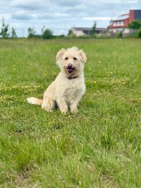Madartej sucht Zuhause