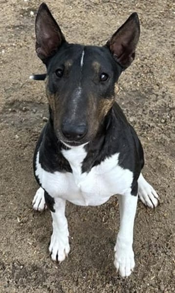 Kali