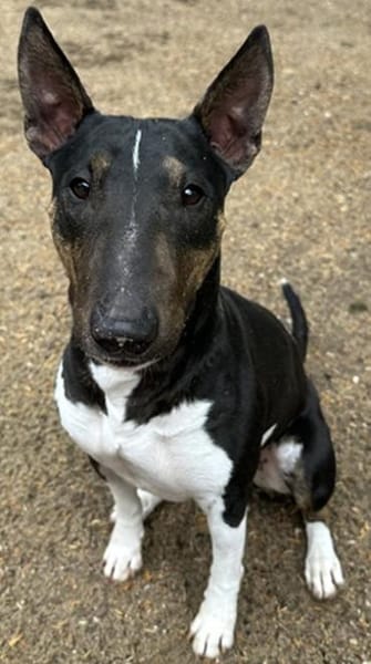 Kali