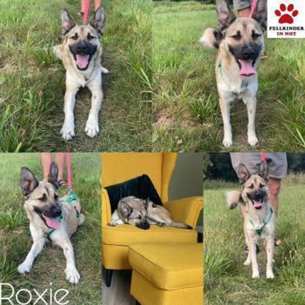 hübsche kleine Roxie sucht ihre Familie