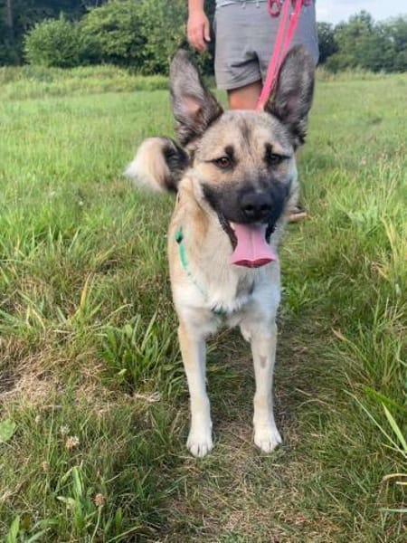 hübsche kleine Roxie sucht ihre Familie