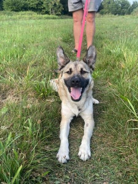 hübsche kleine Roxie sucht ihre Familie