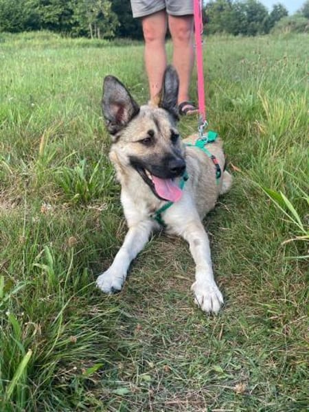 hübsche kleine Roxie sucht ihre Familie
