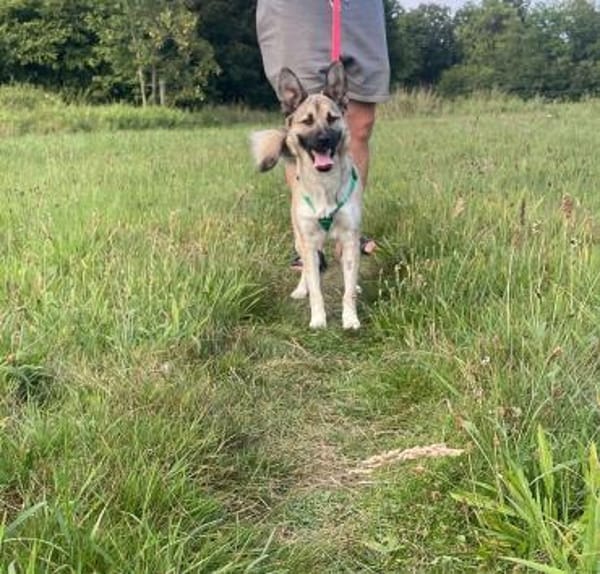 hübsche kleine Roxie sucht ihre Familie