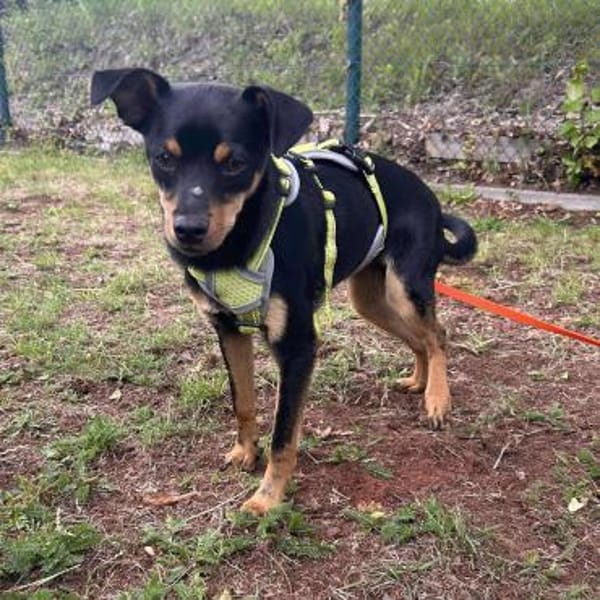 Chihuahuamix-Rüde, 6 Monate